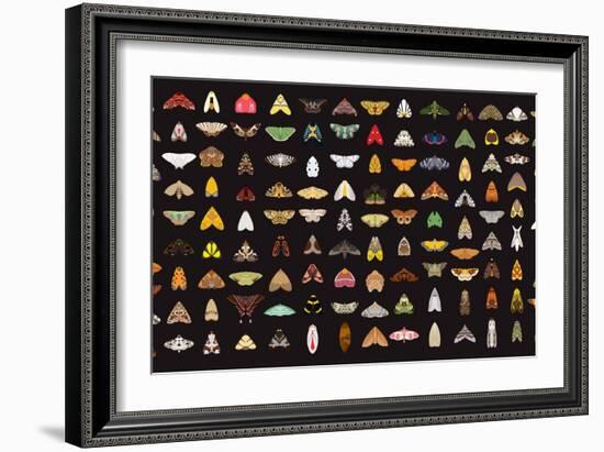 Pachanga Moths from Ecuador-Belen Mena-Framed Giclee Print