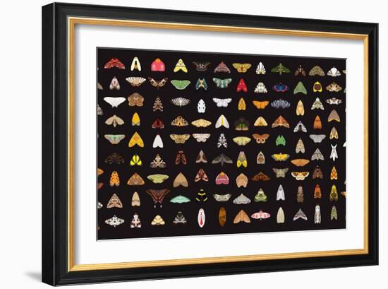 Pachanga Moths from Ecuador-Belen Mena-Framed Giclee Print