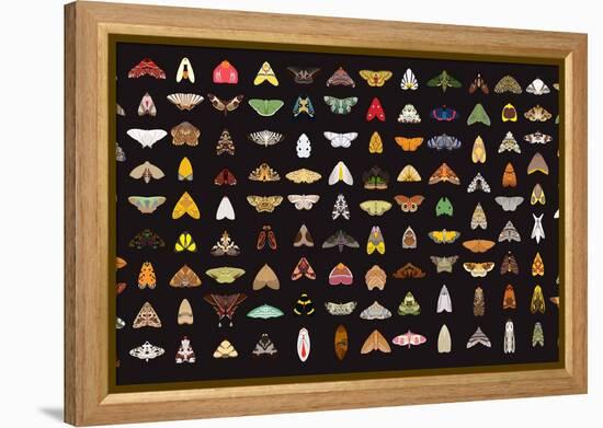 Pachanga Moths from Ecuador-Belen Mena-Framed Premier Image Canvas