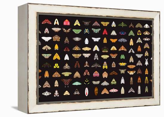 Pachanga Moths from Ecuador-Belen Mena-Framed Premier Image Canvas