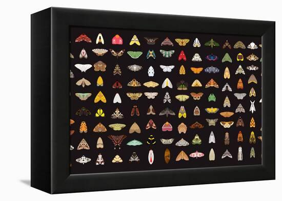 Pachanga Moths from Ecuador-Belen Mena-Framed Premier Image Canvas