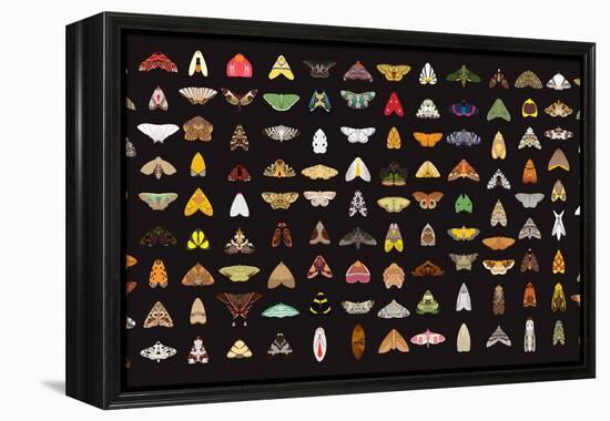 Pachanga Moths from Ecuador-Belen Mena-Framed Premier Image Canvas