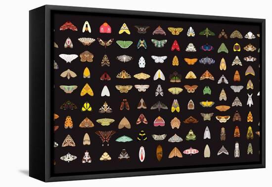 Pachanga Moths from Ecuador-Belen Mena-Framed Premier Image Canvas