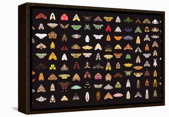 Pachanga Moths from Ecuador-Belen Mena-Framed Premier Image Canvas