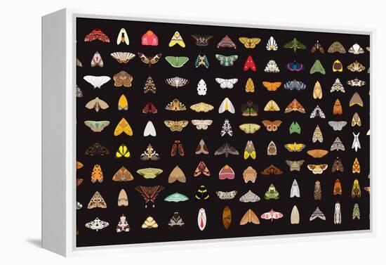 Pachanga Moths from Ecuador-Belen Mena-Framed Premier Image Canvas