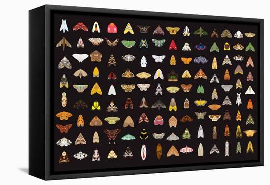 Pachanga Moths from Ecuador-Belen Mena-Framed Premier Image Canvas