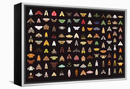 Pachanga Moths from Ecuador-Belen Mena-Framed Premier Image Canvas