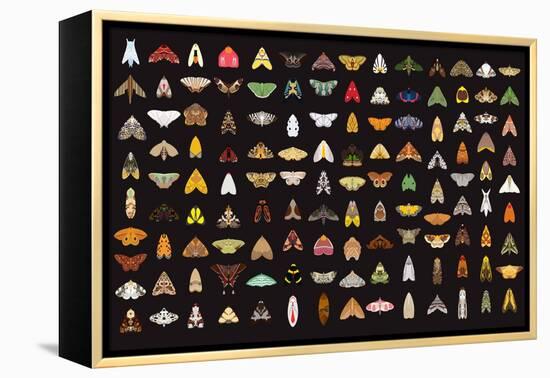 Pachanga Moths from Ecuador-Belen Mena-Framed Premier Image Canvas