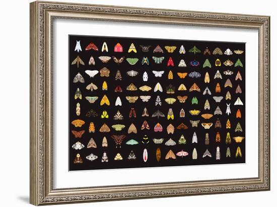 Pachanga Moths from Ecuador-Belen Mena-Framed Giclee Print