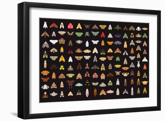 Pachanga Moths from Ecuador-Belen Mena-Framed Giclee Print