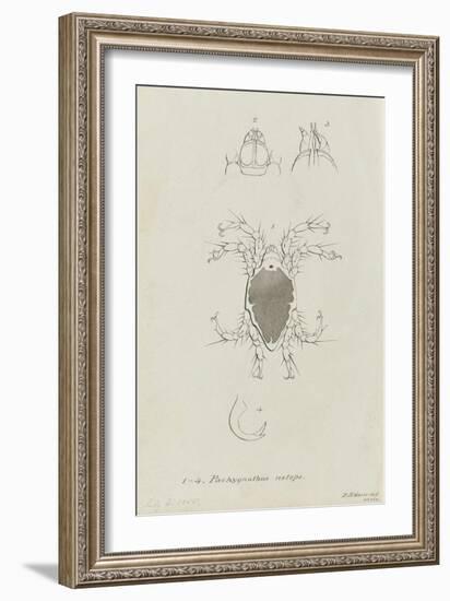 Pachygnathus Notops: Mite-Philip Henry Gosse-Framed Giclee Print