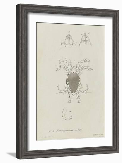 Pachygnathus Notops: Mite-Philip Henry Gosse-Framed Giclee Print