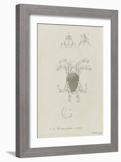 Pachygnathus Notops: Mite-Philip Henry Gosse-Framed Giclee Print