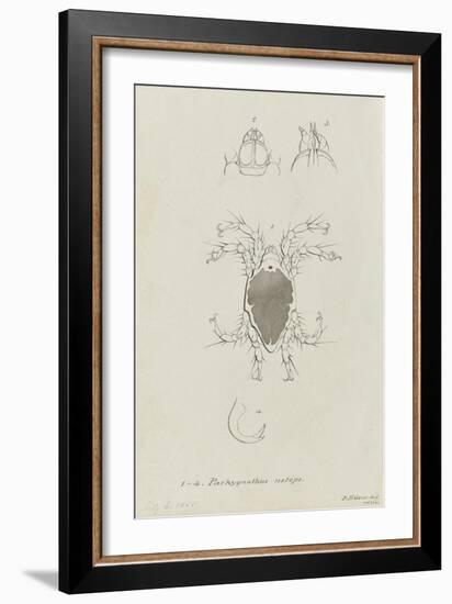 Pachygnathus Notops: Mite-Philip Henry Gosse-Framed Giclee Print