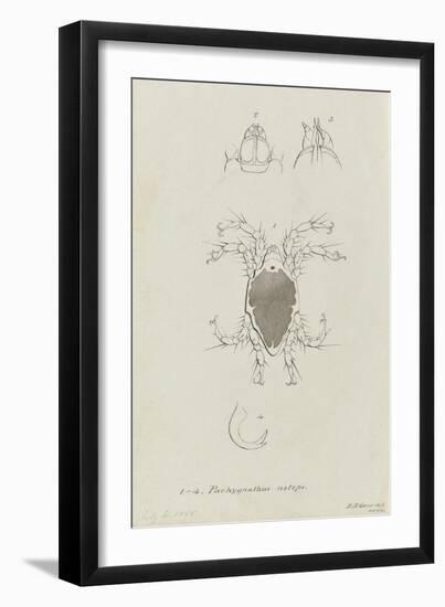 Pachygnathus Notops: Mite-Philip Henry Gosse-Framed Giclee Print