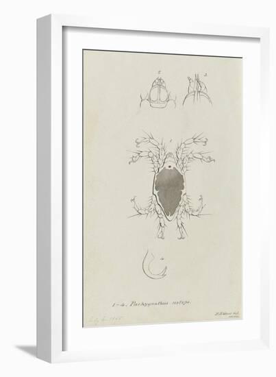 Pachygnathus Notops: Mite-Philip Henry Gosse-Framed Giclee Print