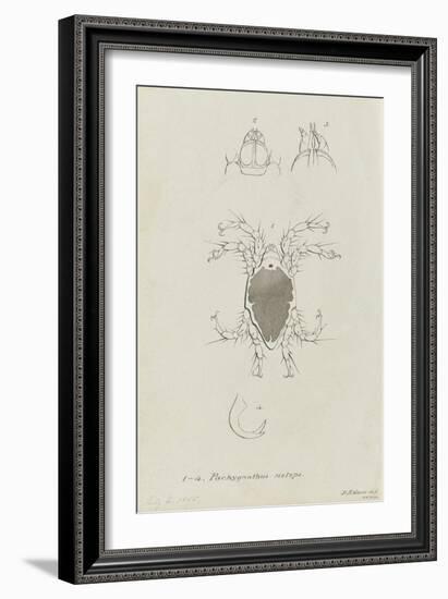 Pachygnathus Notops: Mite-Philip Henry Gosse-Framed Giclee Print