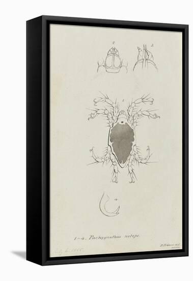 Pachygnathus Notops: Mite-Philip Henry Gosse-Framed Premier Image Canvas