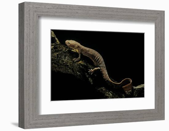 Pachyhynobius Schangchengensis (Shangcheng Stout Salamander)-Paul Starosta-Framed Photographic Print