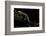 Pachyhynobius Schangchengensis (Shangcheng Stout Salamander)-Paul Starosta-Framed Photographic Print