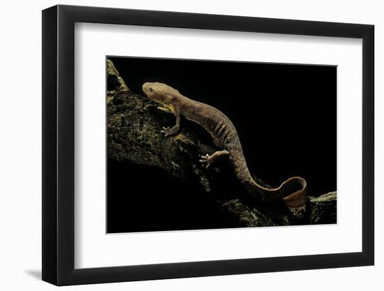 Pachyhynobius Schangchengensis (Shangcheng Stout Salamander)-Paul Starosta-Framed Photographic Print