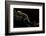 Pachyhynobius Schangchengensis (Shangcheng Stout Salamander)-Paul Starosta-Framed Photographic Print