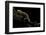 Pachyhynobius Schangchengensis (Shangcheng Stout Salamander)-Paul Starosta-Framed Photographic Print