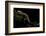 Pachyhynobius Schangchengensis (Shangcheng Stout Salamander)-Paul Starosta-Framed Photographic Print