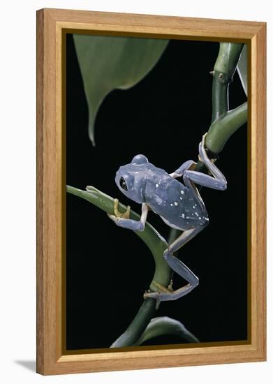 Pachymedusa Dacnicolor (Mexican Leaf Frog)-Paul Starosta-Framed Premier Image Canvas