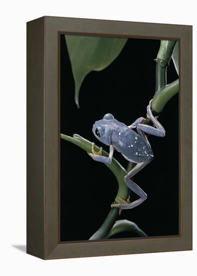 Pachymedusa Dacnicolor (Mexican Leaf Frog)-Paul Starosta-Framed Premier Image Canvas