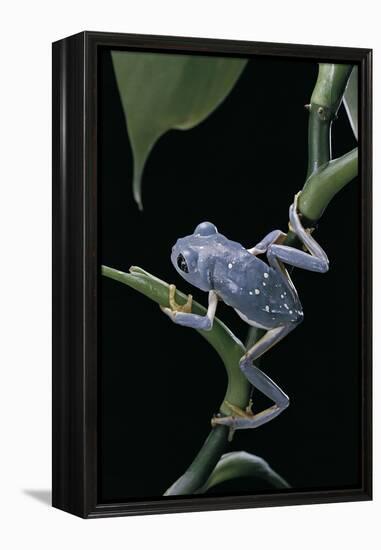 Pachymedusa Dacnicolor (Mexican Leaf Frog)-Paul Starosta-Framed Premier Image Canvas