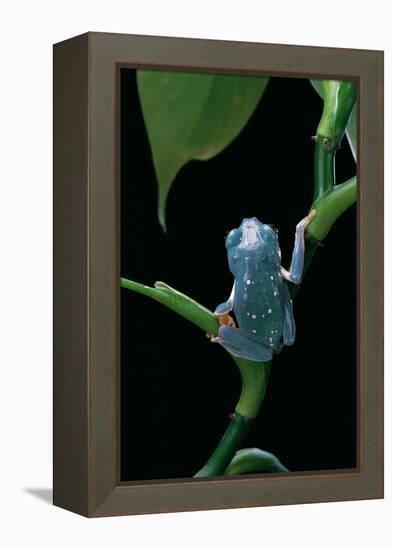 Pachymedusa Dacnicolor (Mexican Leaf Frog)-Paul Starosta-Framed Premier Image Canvas