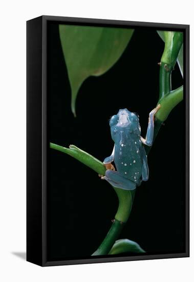 Pachymedusa Dacnicolor (Mexican Leaf Frog)-Paul Starosta-Framed Premier Image Canvas