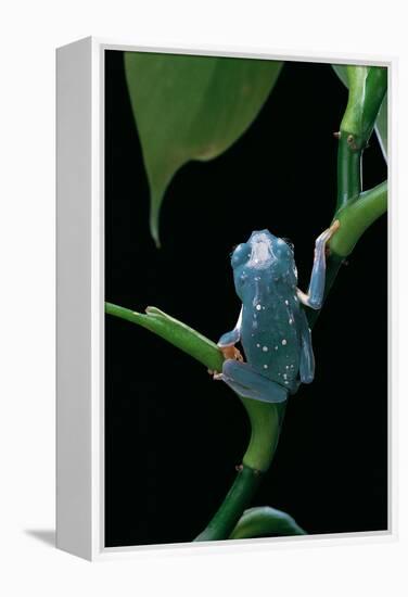 Pachymedusa Dacnicolor (Mexican Leaf Frog)-Paul Starosta-Framed Premier Image Canvas