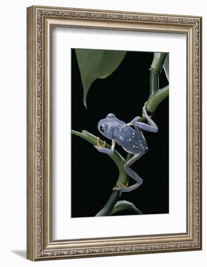 Pachymedusa Dacnicolor (Mexican Leaf Frog)-Paul Starosta-Framed Photographic Print