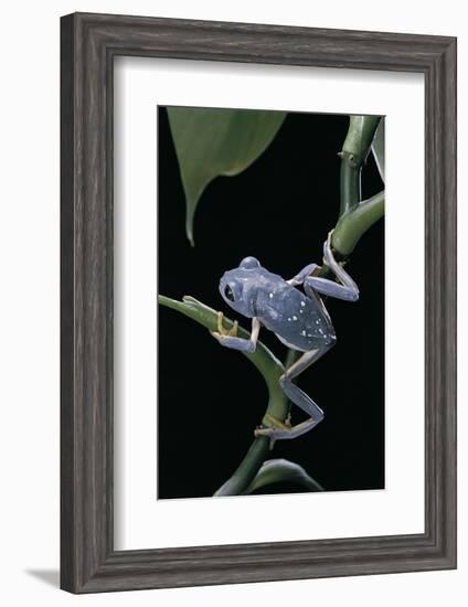 Pachymedusa Dacnicolor (Mexican Leaf Frog)-Paul Starosta-Framed Photographic Print