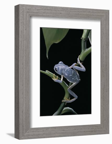 Pachymedusa Dacnicolor (Mexican Leaf Frog)-Paul Starosta-Framed Photographic Print