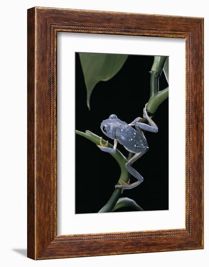 Pachymedusa Dacnicolor (Mexican Leaf Frog)-Paul Starosta-Framed Photographic Print