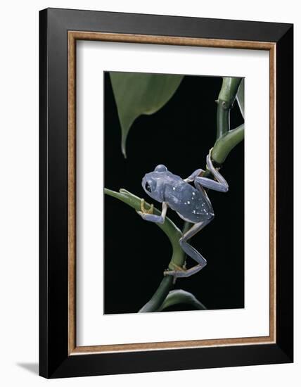 Pachymedusa Dacnicolor (Mexican Leaf Frog)-Paul Starosta-Framed Photographic Print