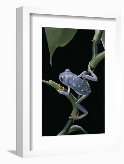 Pachymedusa Dacnicolor (Mexican Leaf Frog)-Paul Starosta-Framed Photographic Print