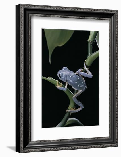 Pachymedusa Dacnicolor (Mexican Leaf Frog)-Paul Starosta-Framed Photographic Print