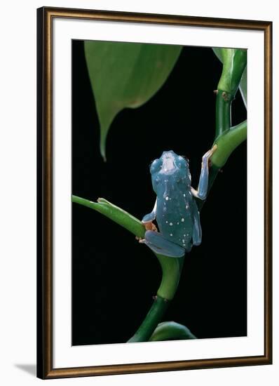 Pachymedusa Dacnicolor (Mexican Leaf Frog)-Paul Starosta-Framed Photographic Print