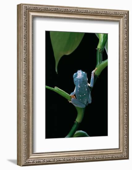 Pachymedusa Dacnicolor (Mexican Leaf Frog)-Paul Starosta-Framed Photographic Print