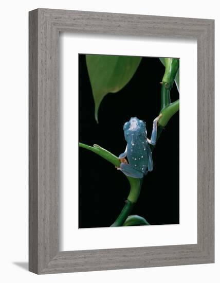 Pachymedusa Dacnicolor (Mexican Leaf Frog)-Paul Starosta-Framed Photographic Print