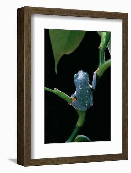 Pachymedusa Dacnicolor (Mexican Leaf Frog)-Paul Starosta-Framed Photographic Print