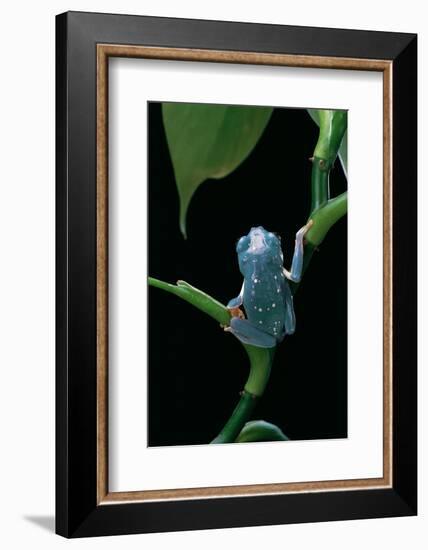 Pachymedusa Dacnicolor (Mexican Leaf Frog)-Paul Starosta-Framed Photographic Print