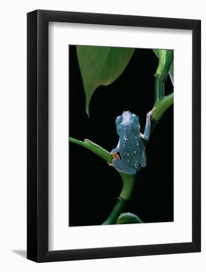 Pachymedusa Dacnicolor (Mexican Leaf Frog)-Paul Starosta-Framed Photographic Print