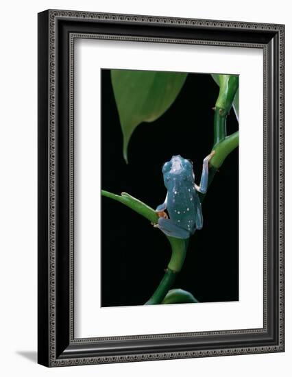 Pachymedusa Dacnicolor (Mexican Leaf Frog)-Paul Starosta-Framed Photographic Print