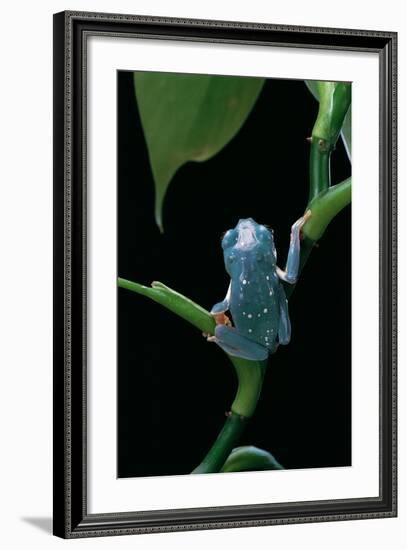 Pachymedusa Dacnicolor (Mexican Leaf Frog)-Paul Starosta-Framed Photographic Print