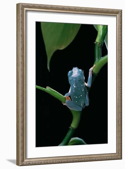 Pachymedusa Dacnicolor (Mexican Leaf Frog)-Paul Starosta-Framed Photographic Print